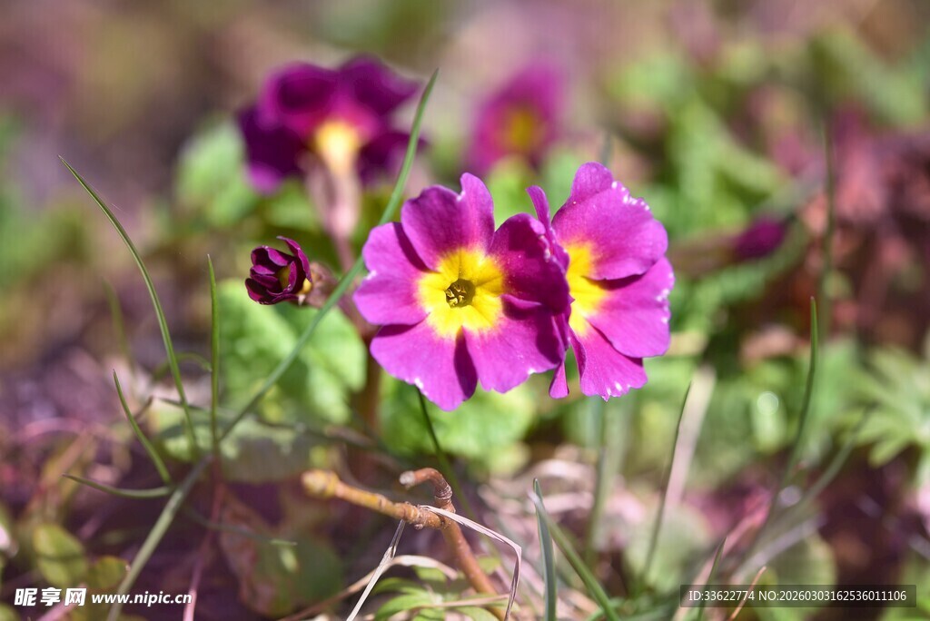 紫色报春花绽放于草地