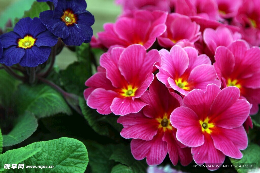 艳丽报春花绽放