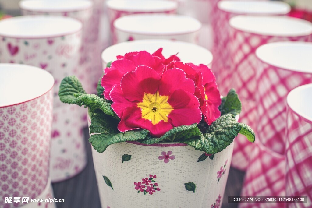 花盆中绽放的娇艳红花