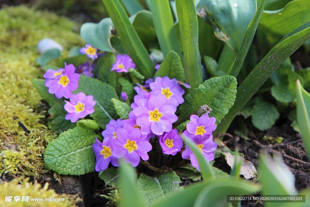 紫色报春花绽放于草地