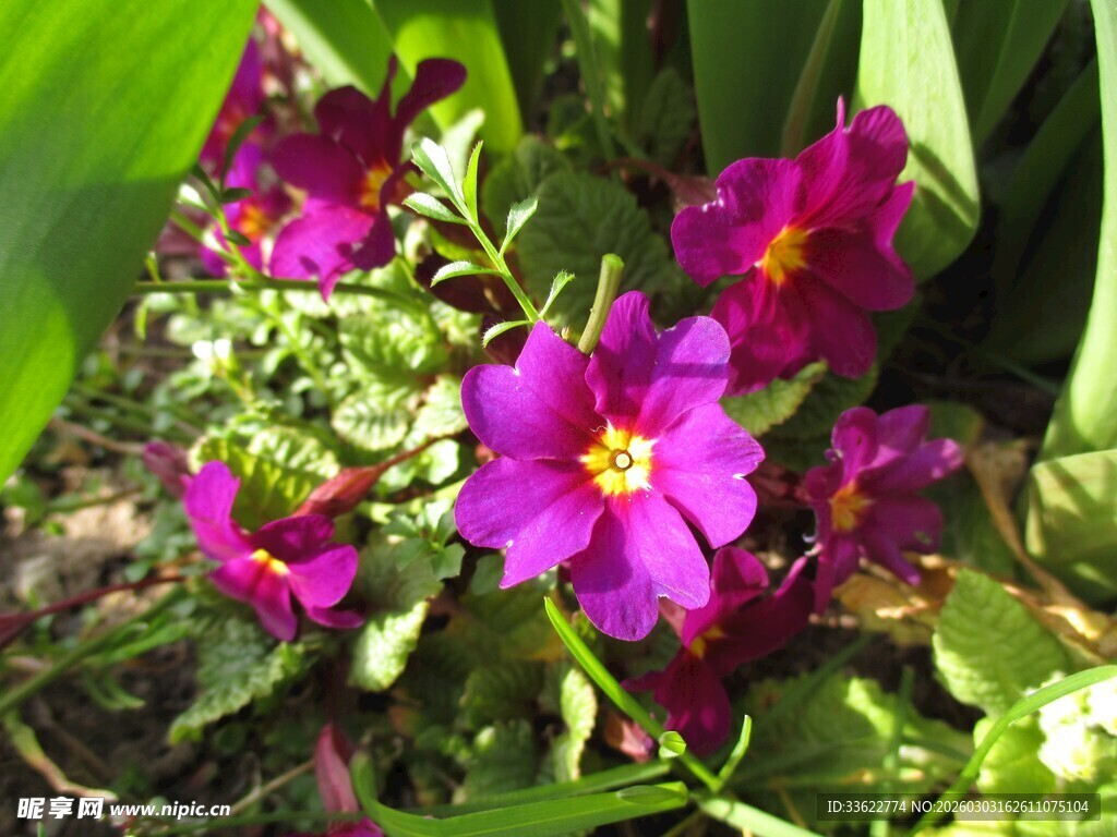 娇艳紫色花卉绽放