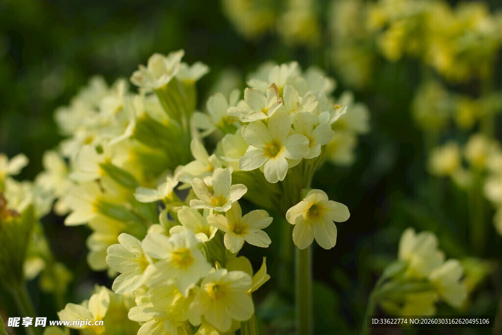 黄色报春花上的蜜蜂