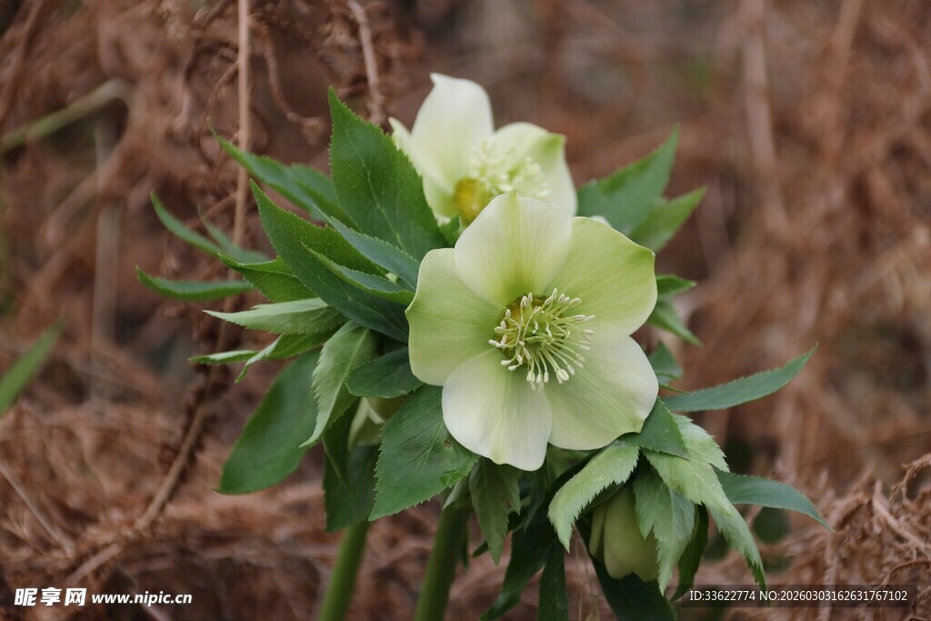 白色嚏根草绽放