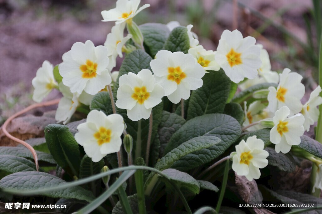 白色报春花绽放