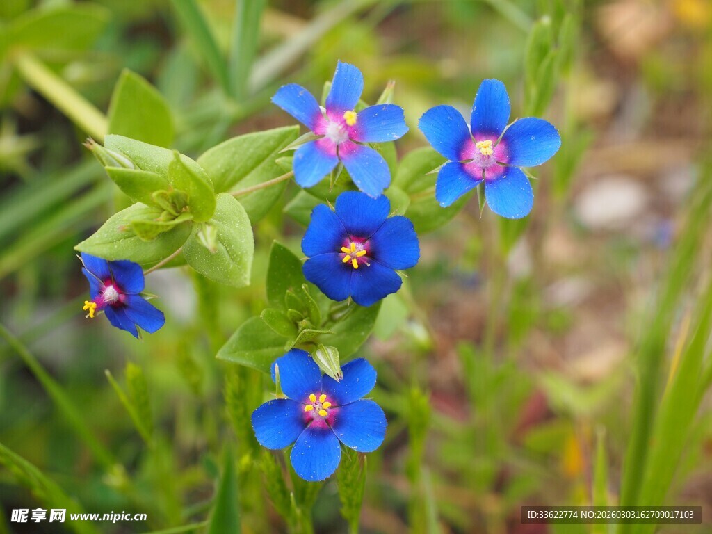 蓝色小花绽放于草丛中