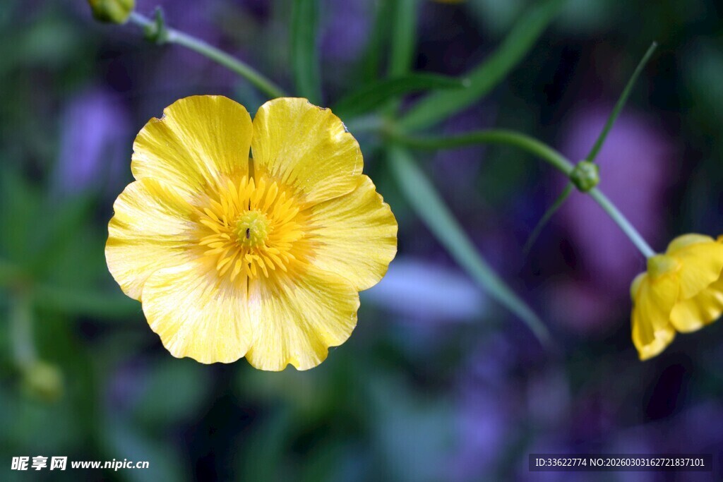 黄色小花绽放