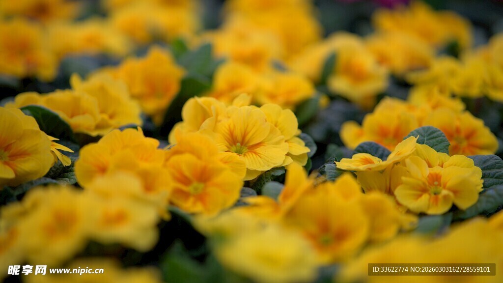 金黄花朵绽放生机