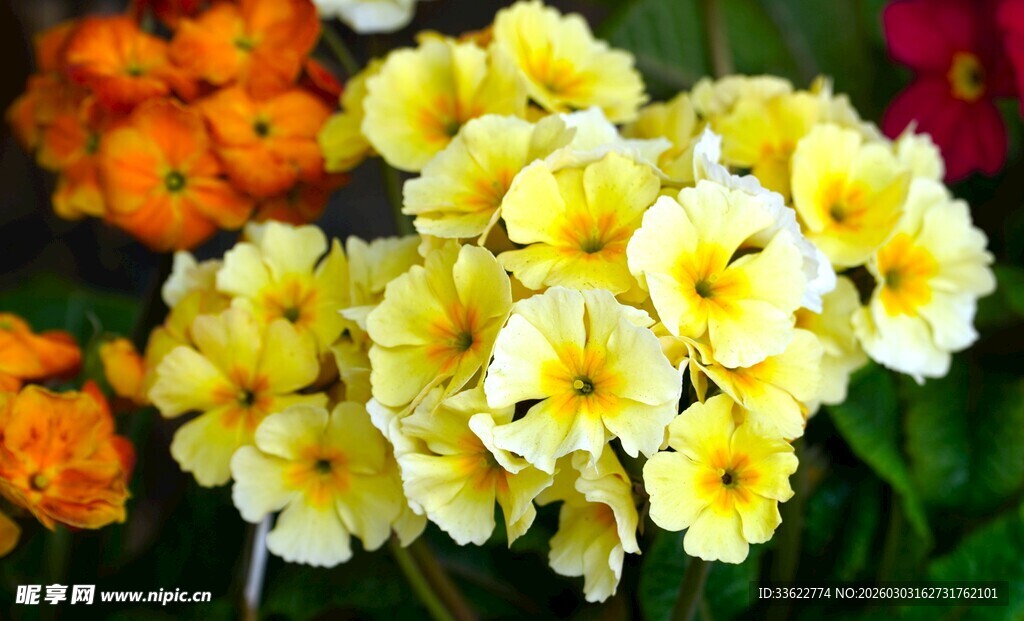 黄色报春花绽放的美丽