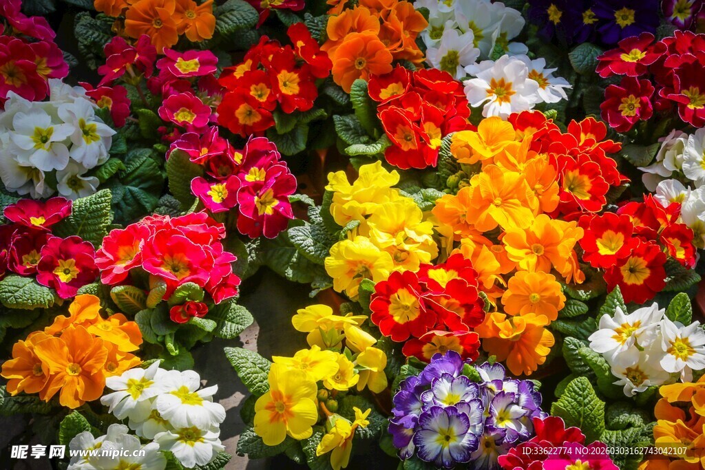 多彩缤纷的美丽花卉世界