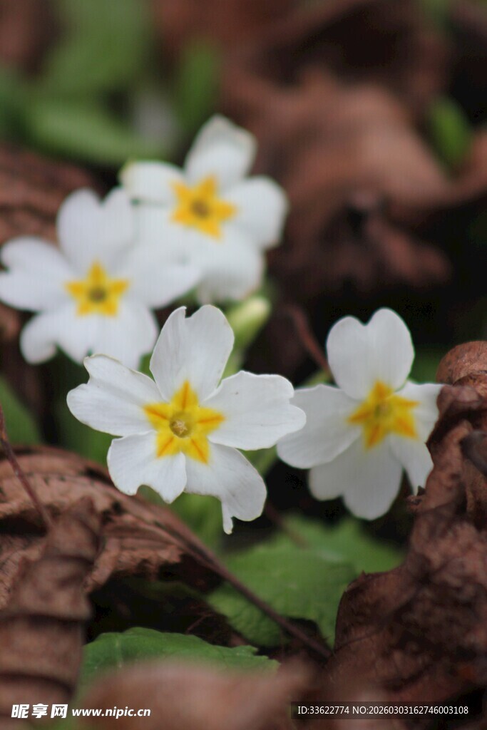 白色小花绽于枯叶间