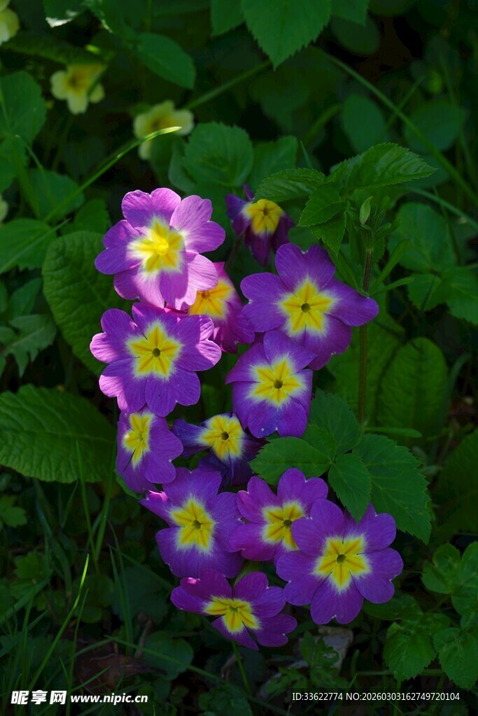 紫色小花绽放绿叶间