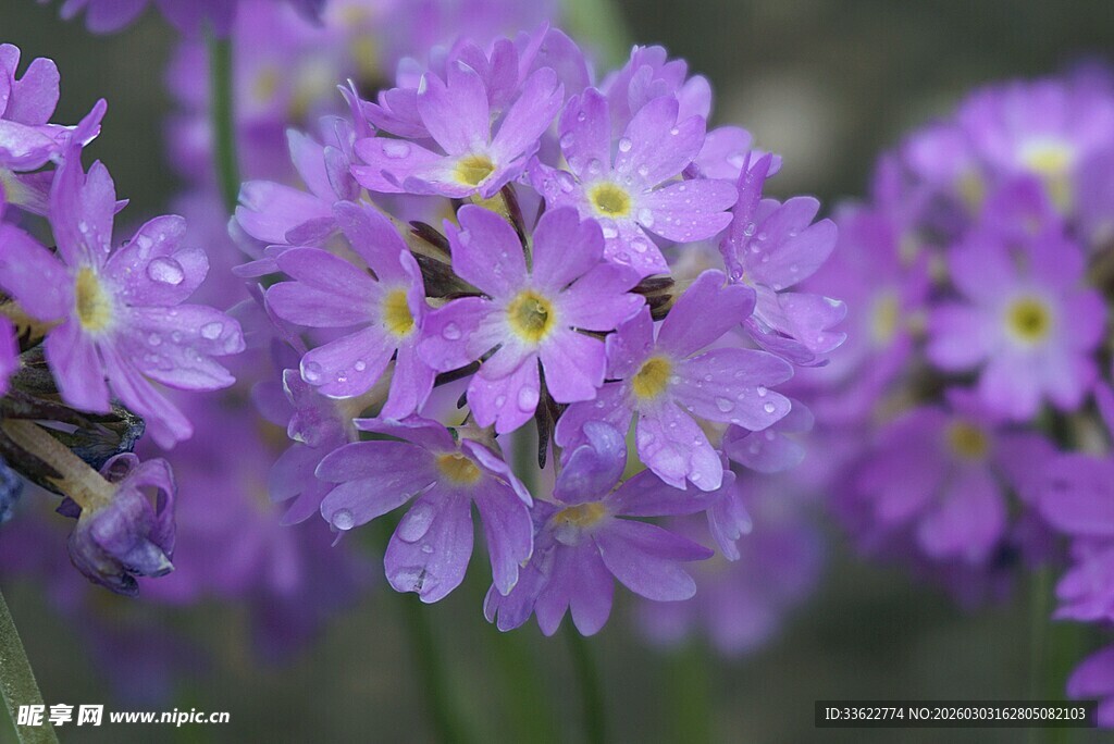 紫色报春花绽放