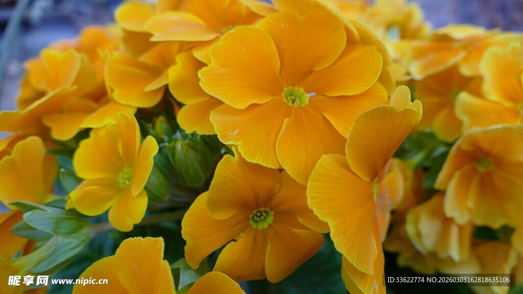 鲜艳黄色报春花绽放