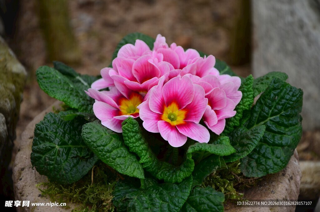 粉色报春花绽放于花盆中