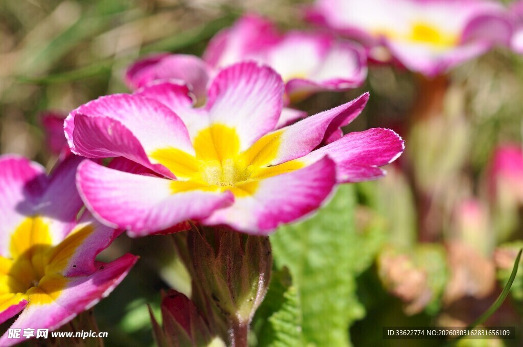 娇艳报春花绽放