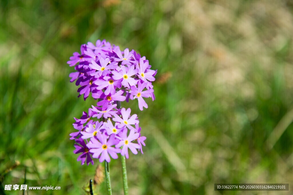 紫色小花绽放于绿草间
