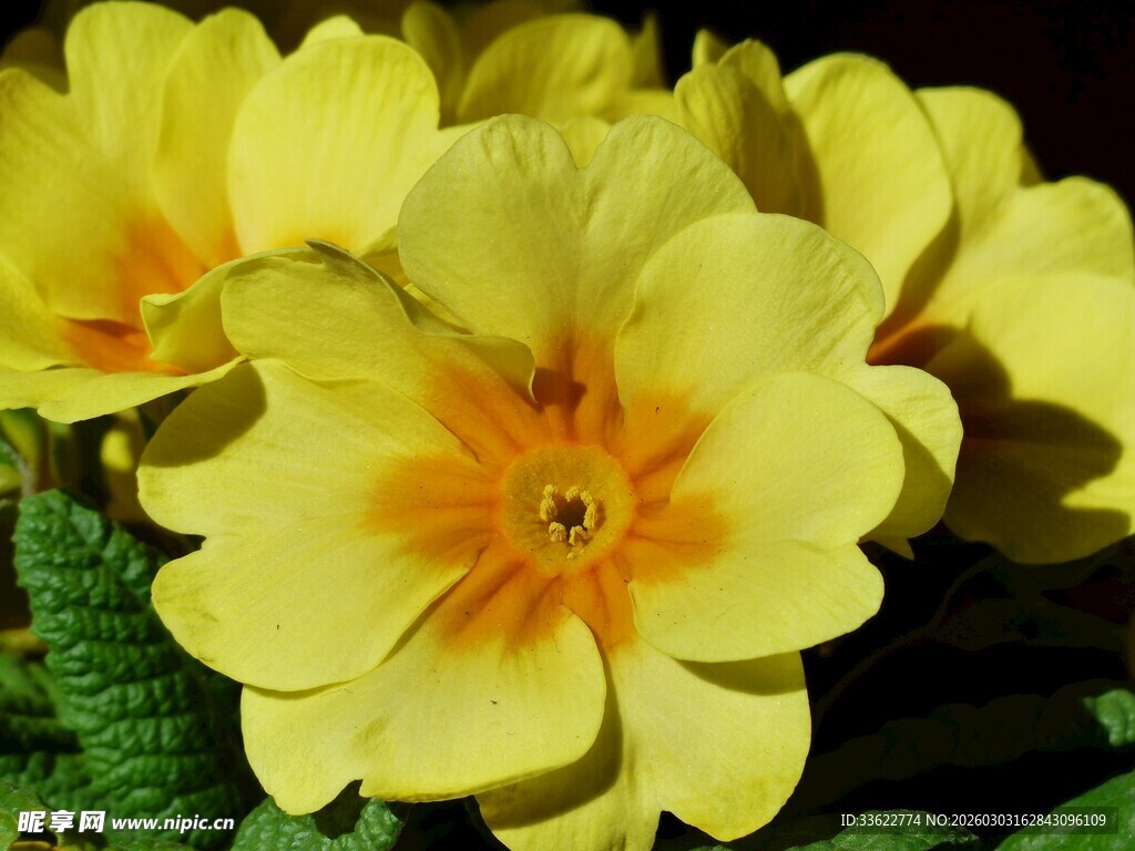 黄色报春花特写