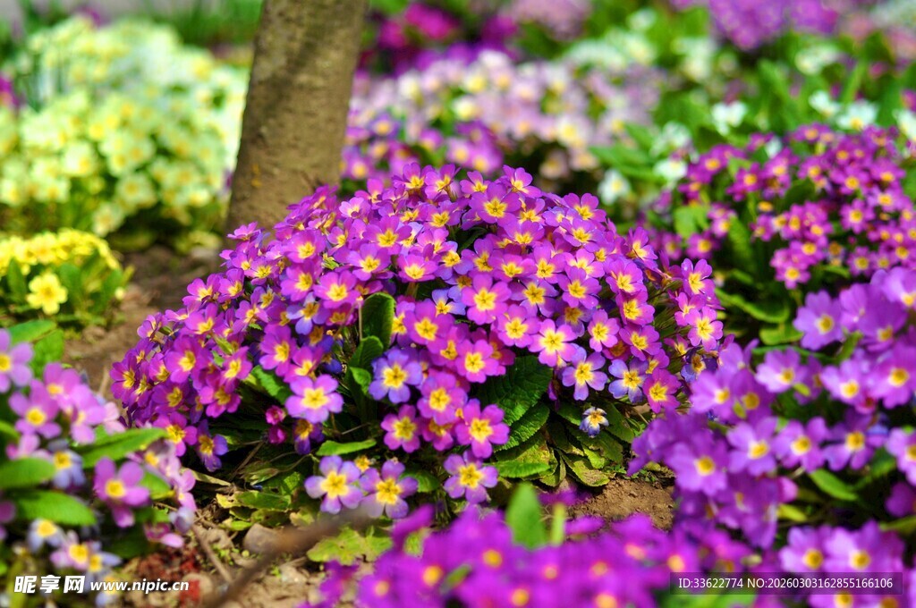 缤纷多彩的烂漫花丛