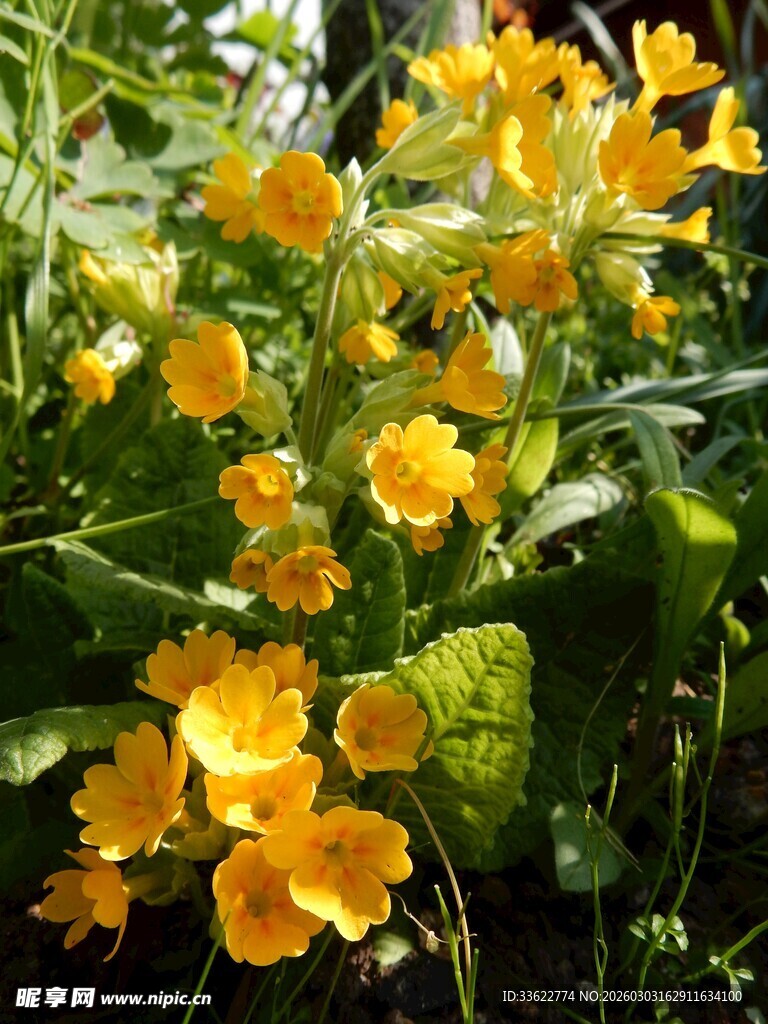 金黄小花朵绽放绿叶间