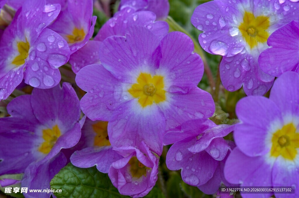 紫花绽放带露珠