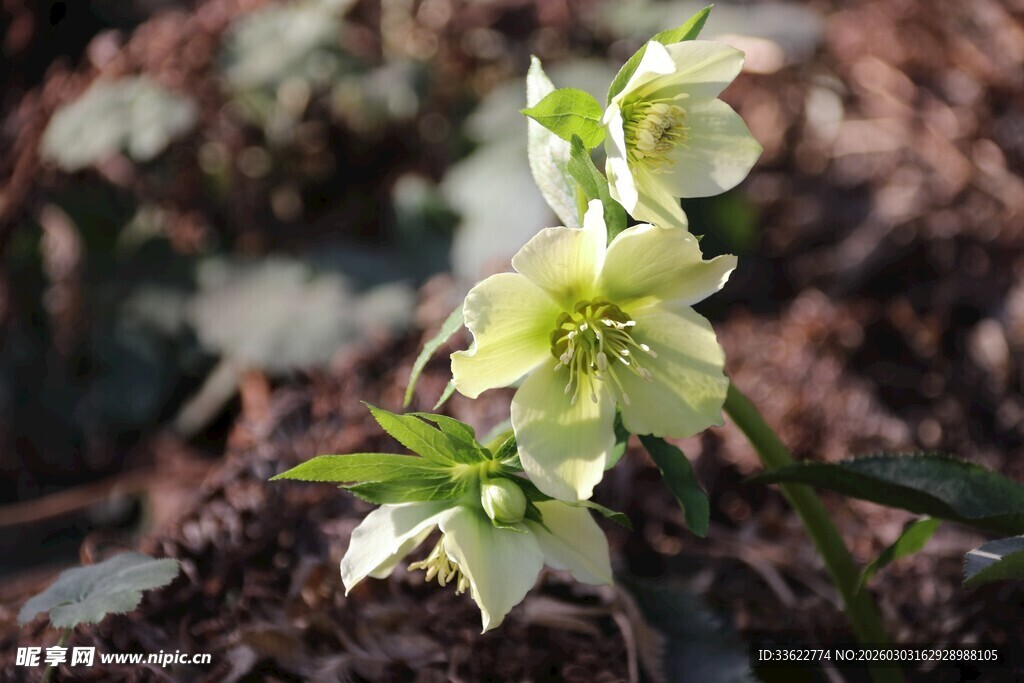 白色嚏根草绽放