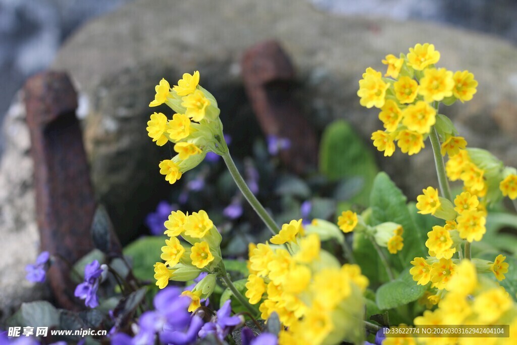 春日绽放的多彩小花