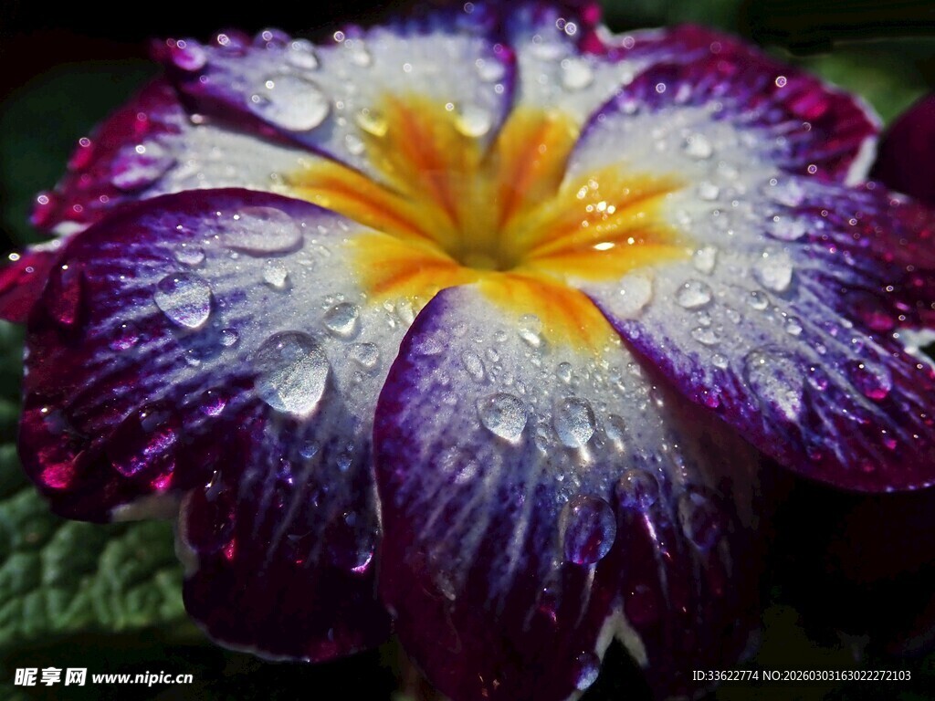 带水珠的紫色花朵特写