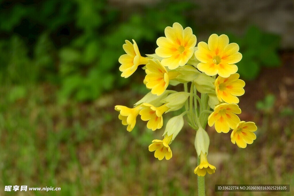 黄色报春花绽放于绿野