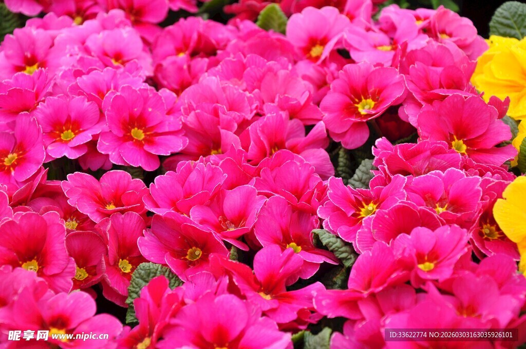 艳丽粉色花卉绽放