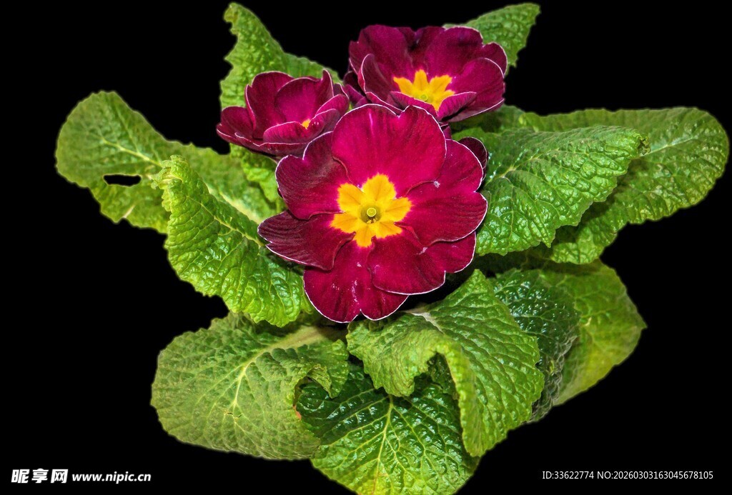 艳丽报春花绽放绿叶间