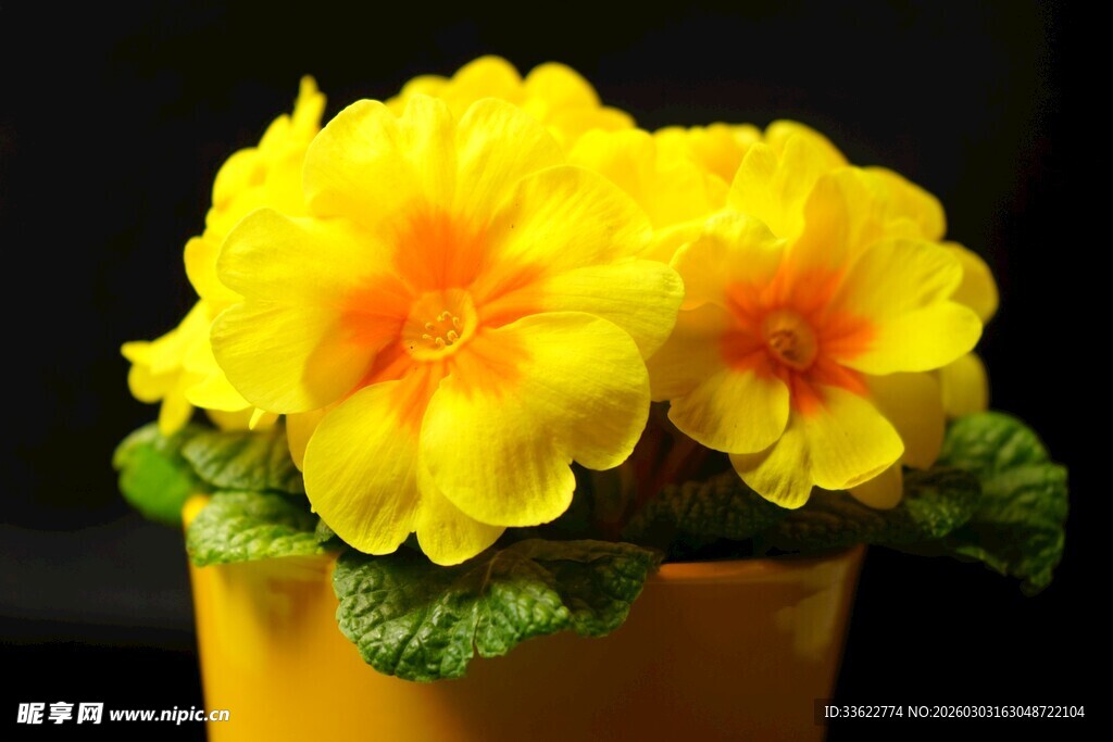 黄色报春花盆栽