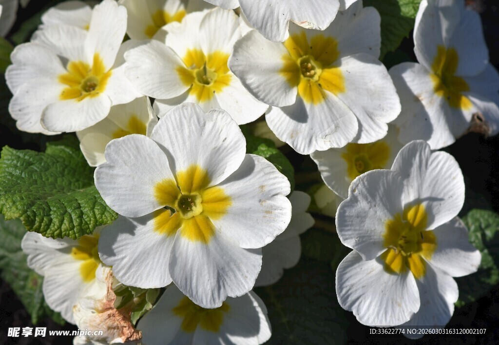 白色报春花绽放