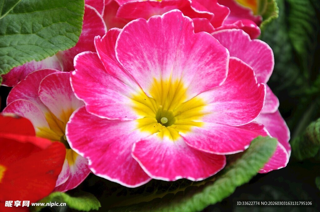 娇艳报春花绽放