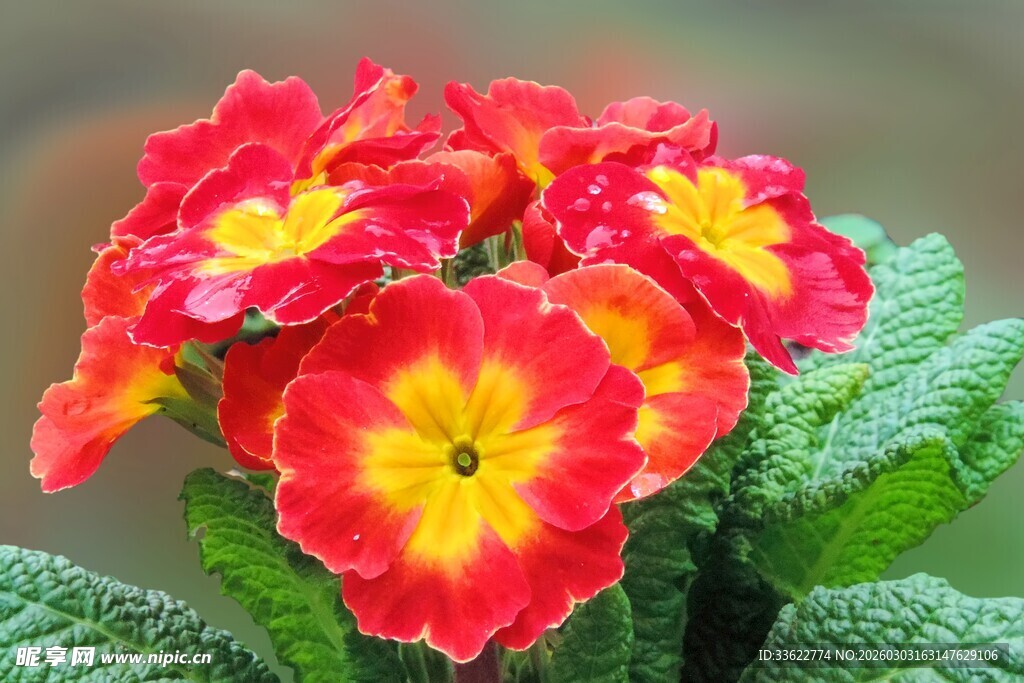 鲜艳报春花绽放