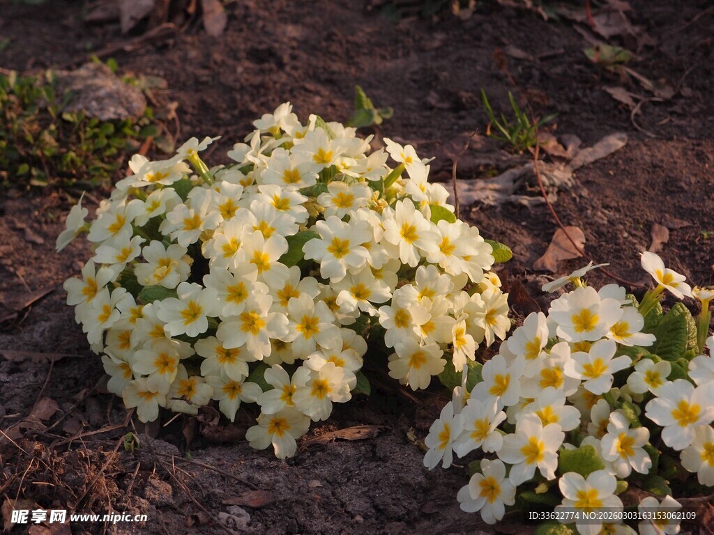 黄色小花簇生于地面
