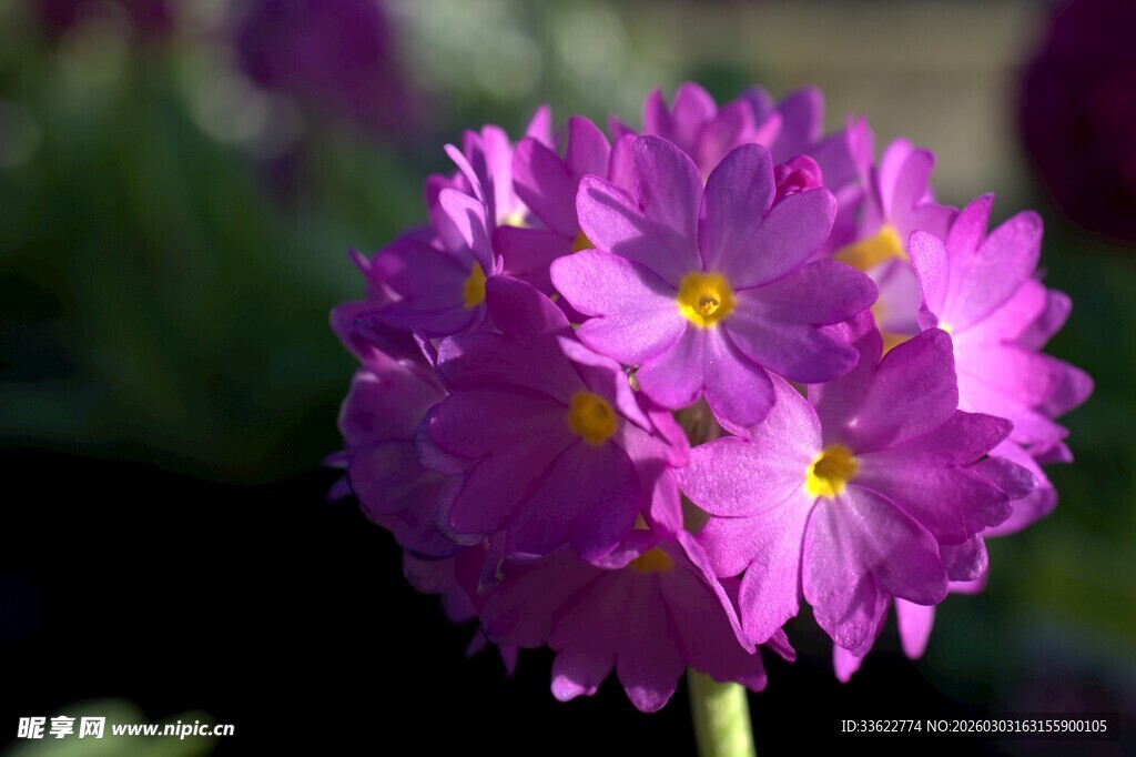 紫色报春花特写