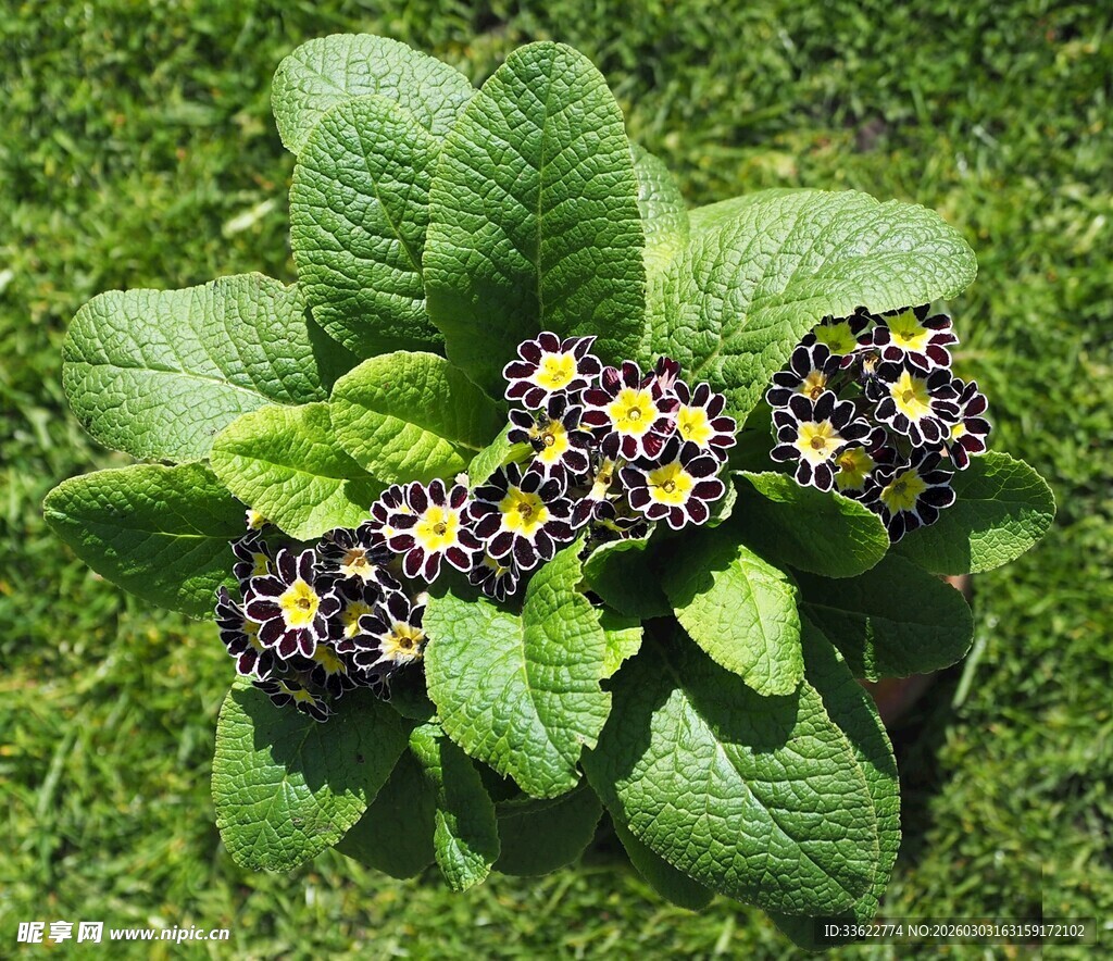 绿叶丛中的多彩小花