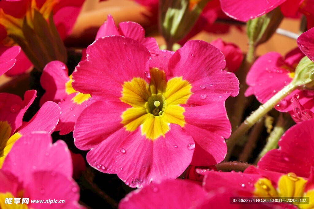 艳丽报春花绽放