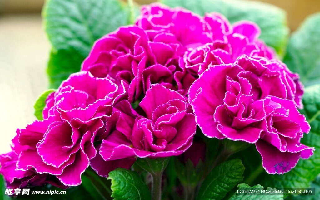 艳丽紫罗兰花绽放