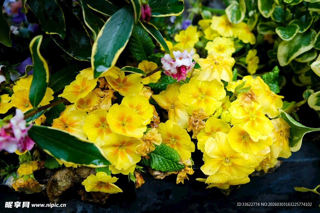 艳丽黄色兰花绽放