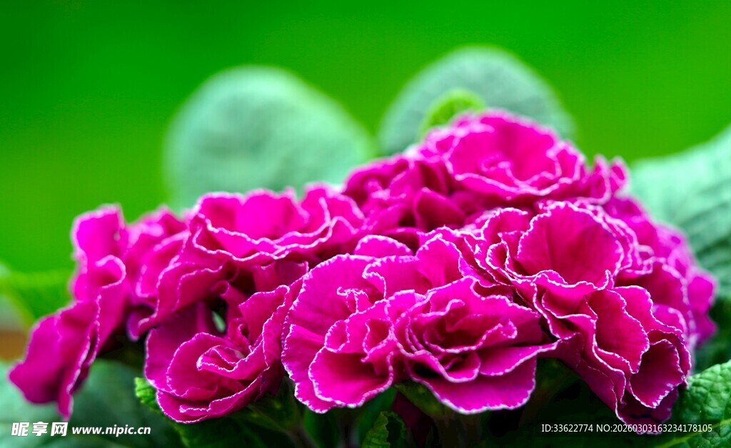 娇艳玫红花朵与翠绿背景