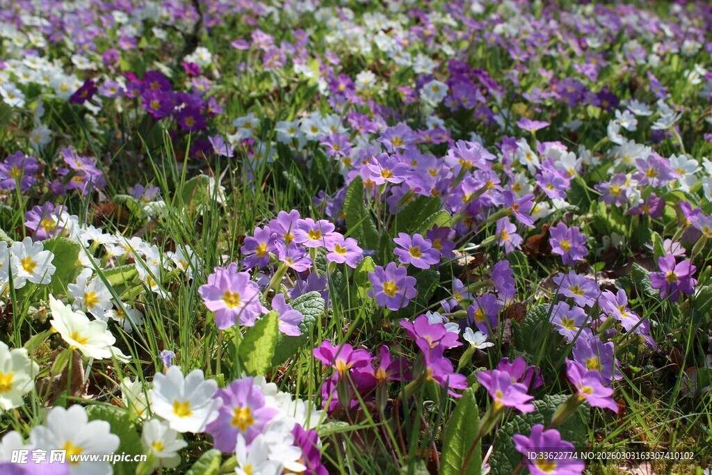 五彩斑斓的繁花盛放