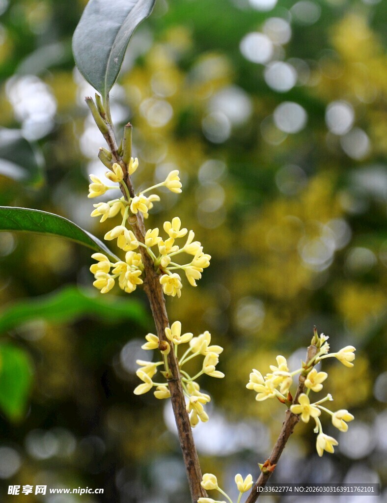 枝头绽放的黄色桂花