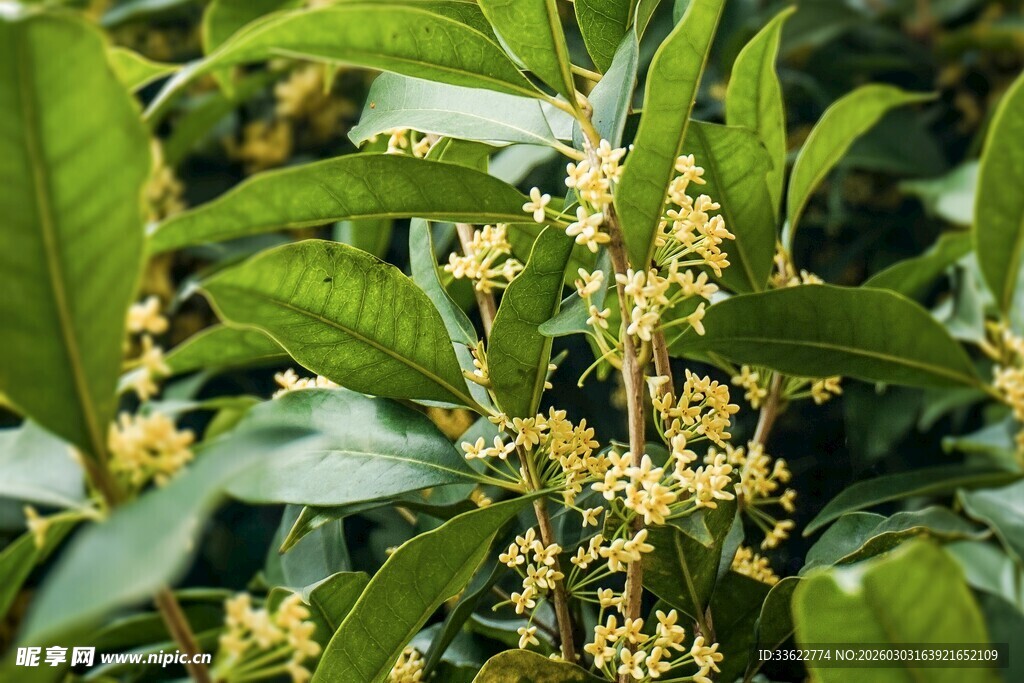 盛开的桂花与翠绿叶片