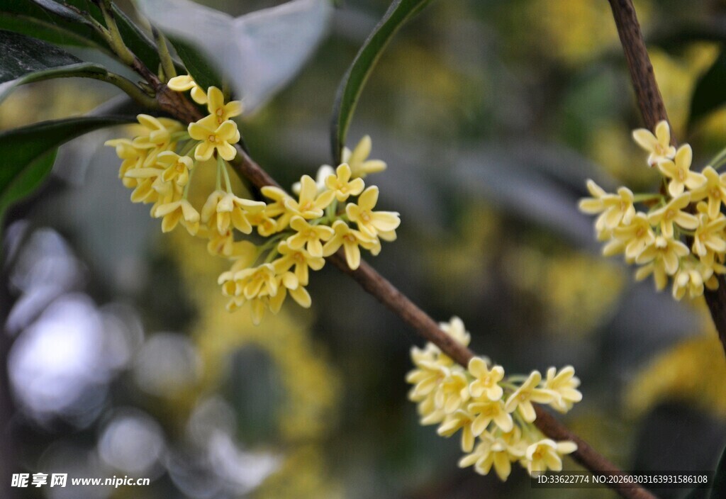 枝头绽放的黄色桂花