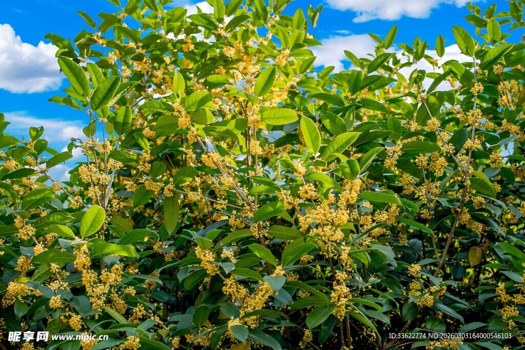 绿叶繁花的植物景观