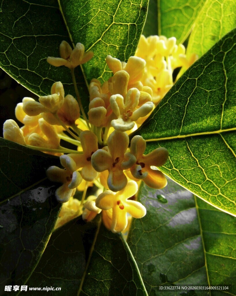 桂花绽放于翠绿叶片间