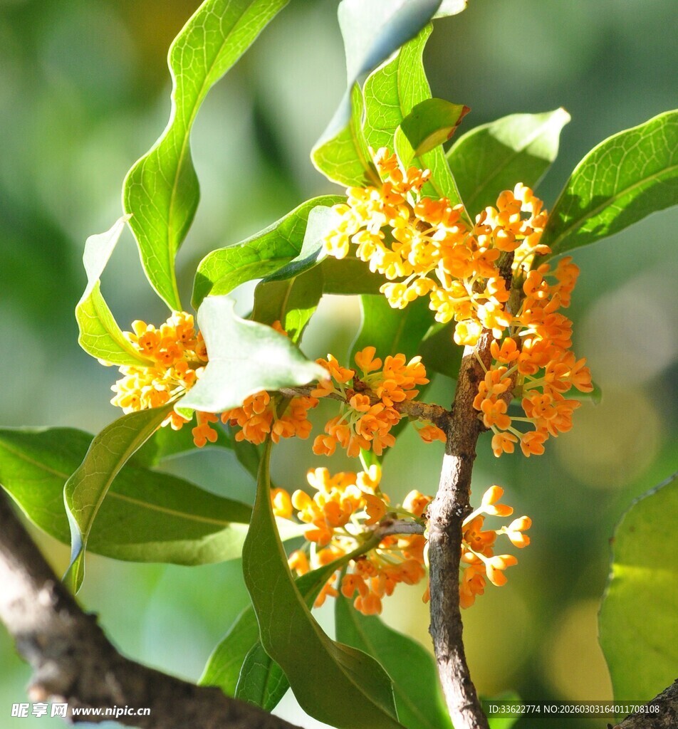 枝头绽放的金黄桂花