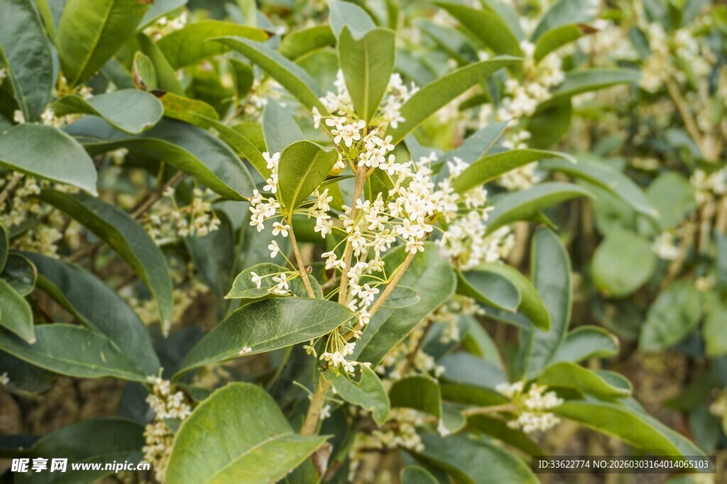 盛开的桂花枝头