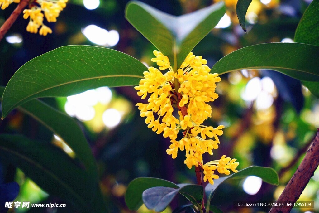 金黄桂花绽放枝头